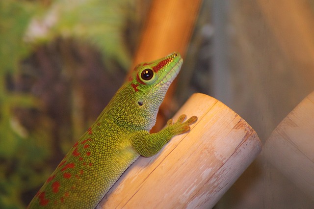 Phelsuma Day Geckos: Perfect Pets for a Small Apartment - Pet Buzz